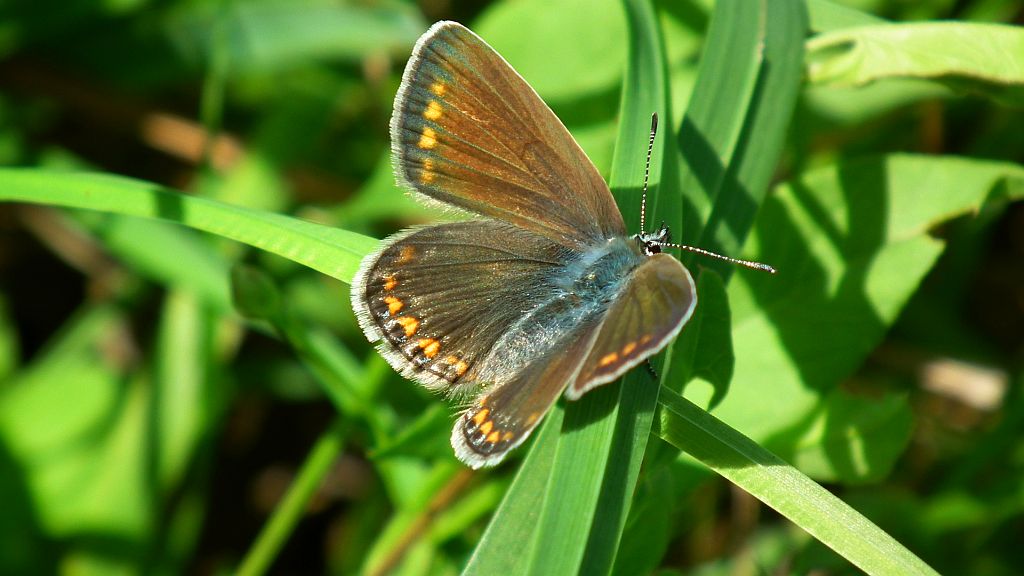 Modraszek ikar, mnogooczak ikar (Polyommatus icarus)