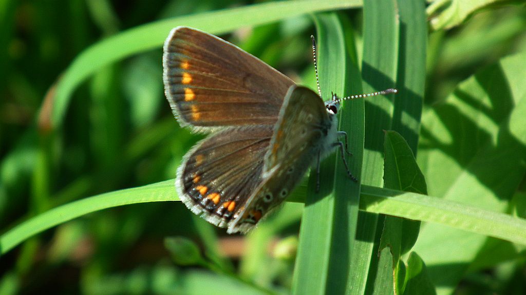 Modraszek ikar, mnogooczak ikar (Polyommatus icarus)