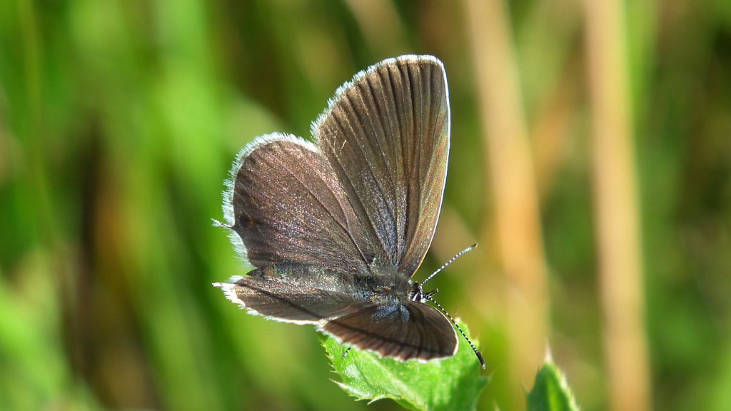 Modraszek argiades (Cupido argiades)