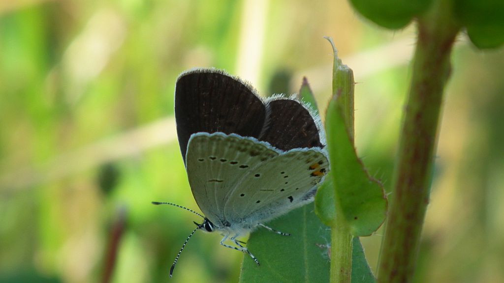 Modraszek argiades (Cupido argiades)