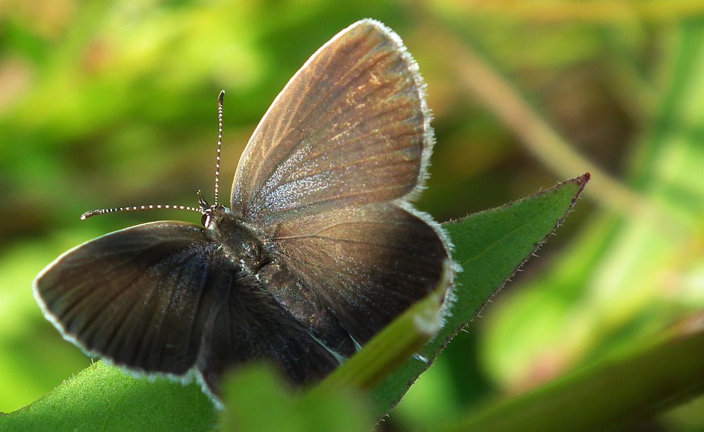 Modraszek argiades (Cupido argiades)
