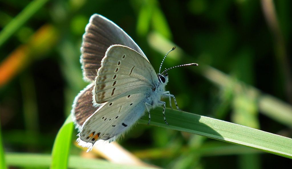 Modraszek argiades (Cupido argiades)