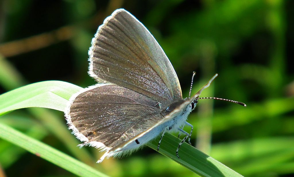 Modraszek argiades (Cupido argiades)