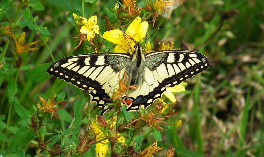 Paź królowej (Papilio machaon)