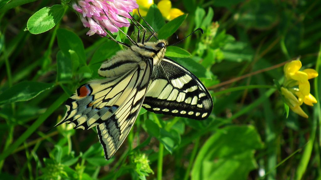 Paź królowej (Papilio machaon)