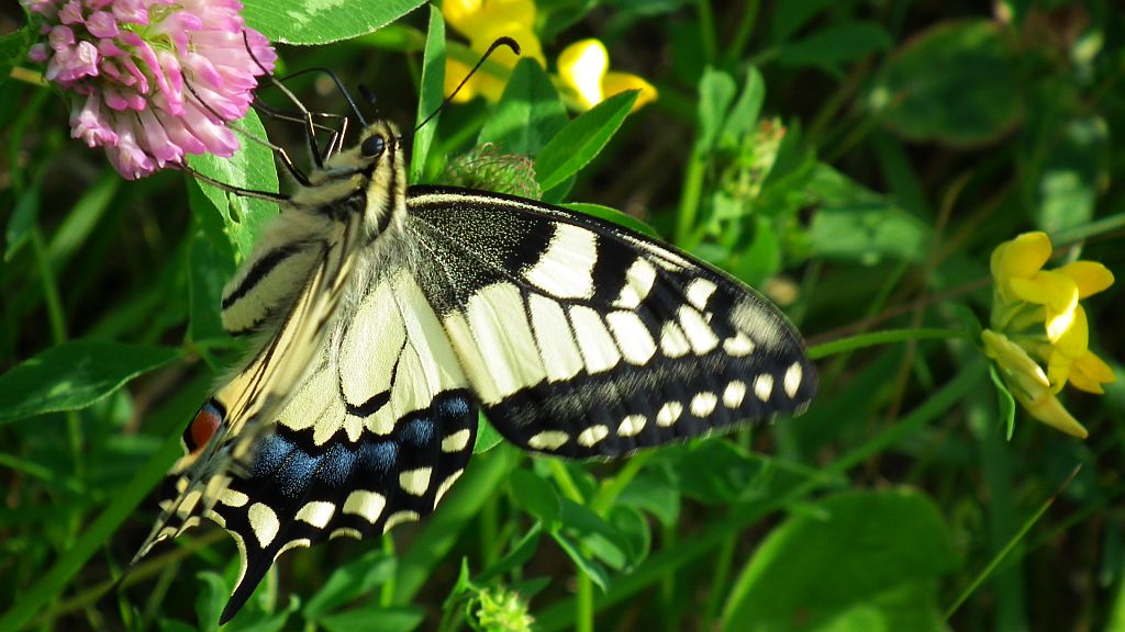 Paź królowej (Papilio machaon)