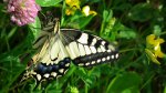 Paź królowej (Papilio machaon)