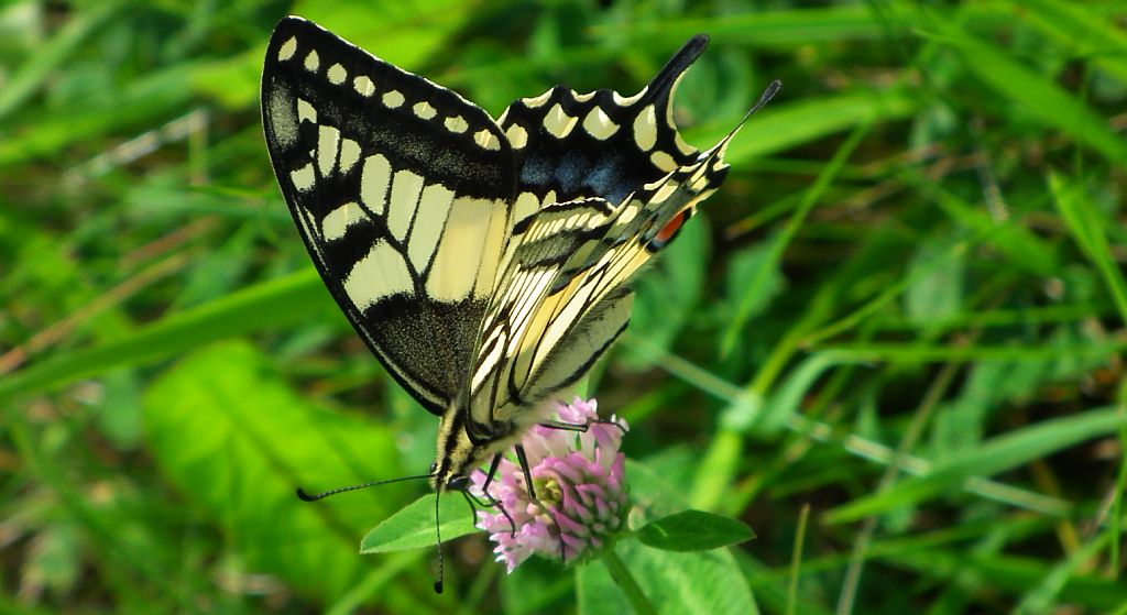 Paź królowej (Papilio machaon)
