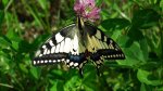 Paź królowej (Papilio machaon)