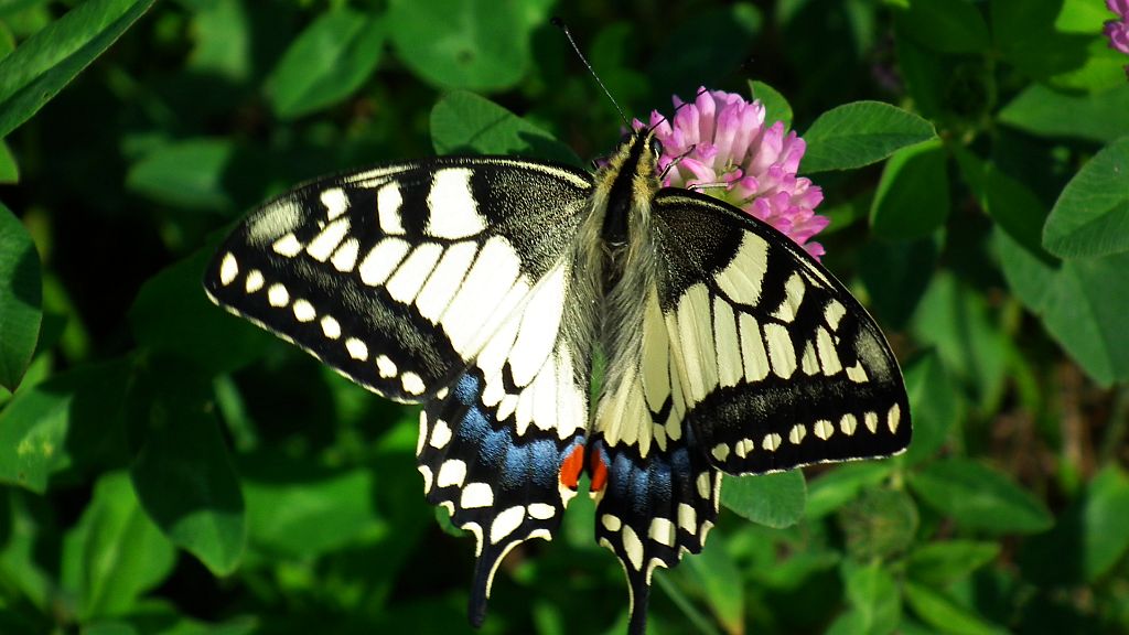 Paź królowej (Papilio machaon)