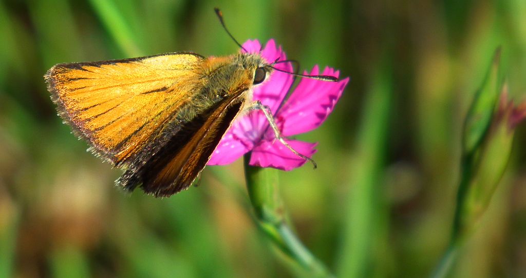 Karłątek leśny, karłątek ceglasty (Thymelicus sylvestris)