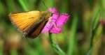 Karłątek leśny, karłątek ceglasty (Thymelicus sylvestris)