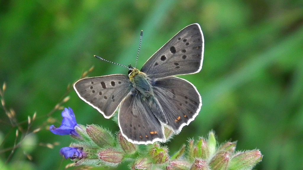 Czerwończyk uroczek (Lycaena tityrus)