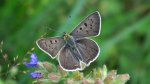 Czerwończyk uroczek (Lycaena tityrus)