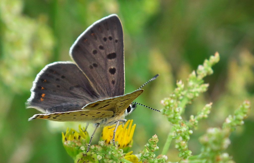Czerwończyk uroczek (Lycaena tityrus)