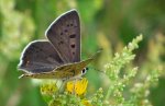 Czerwończyk uroczek (Lycaena tityrus)