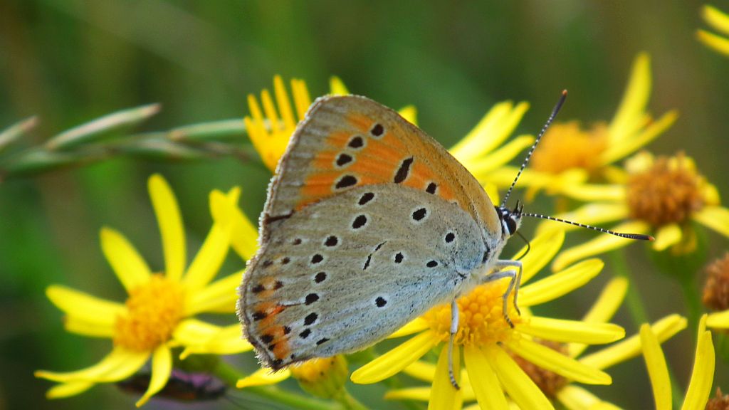 Czerwończyk nieparek (Lycaena dispar)