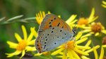 Czerwończyk nieparek (Lycaena dispar)