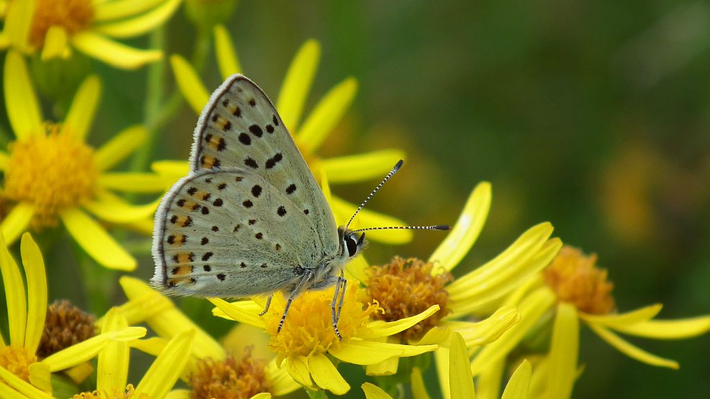Czerwończyk uroczek (Lycaena tityrus)