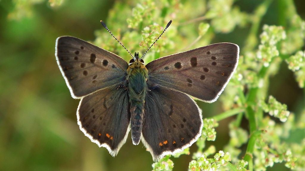 Czerwończyk uroczek (Lycaena tityrus)