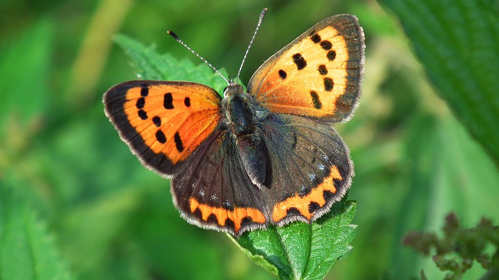 Czerwończyk żarek (Lycaena phlaeas)