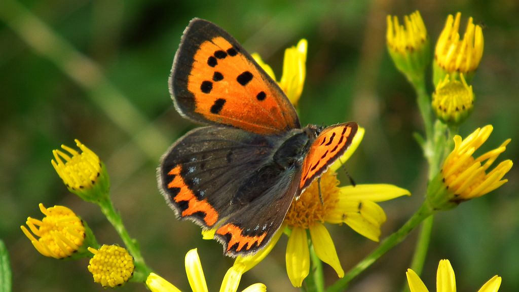 Czerwończyk żarek (Lycaena phlaeas)