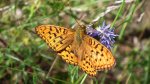 Dostojka adype (Argynnis adippe)