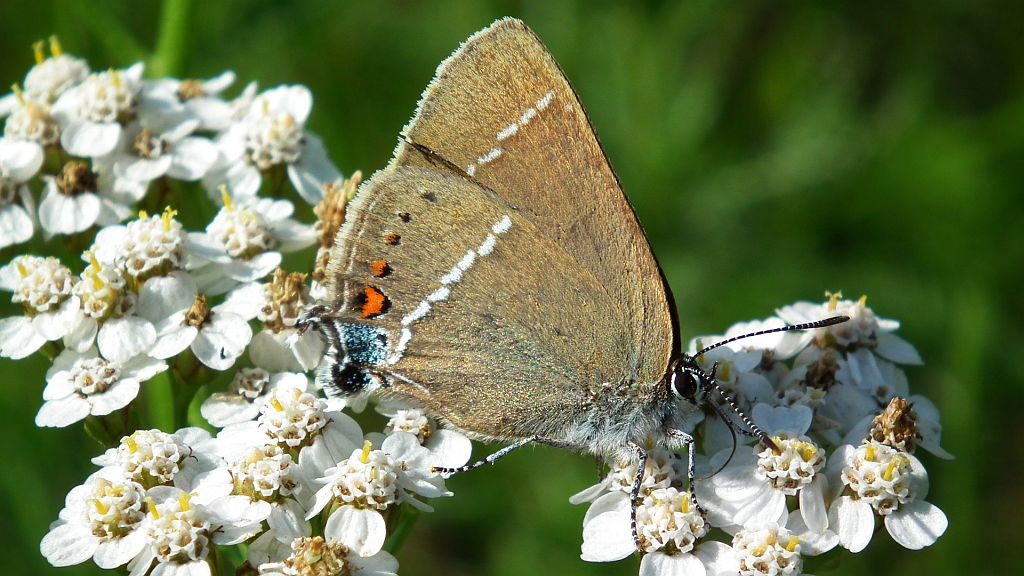 Ogończyk tarninowiec (Nordmannia spini (Den. & Schiff.))