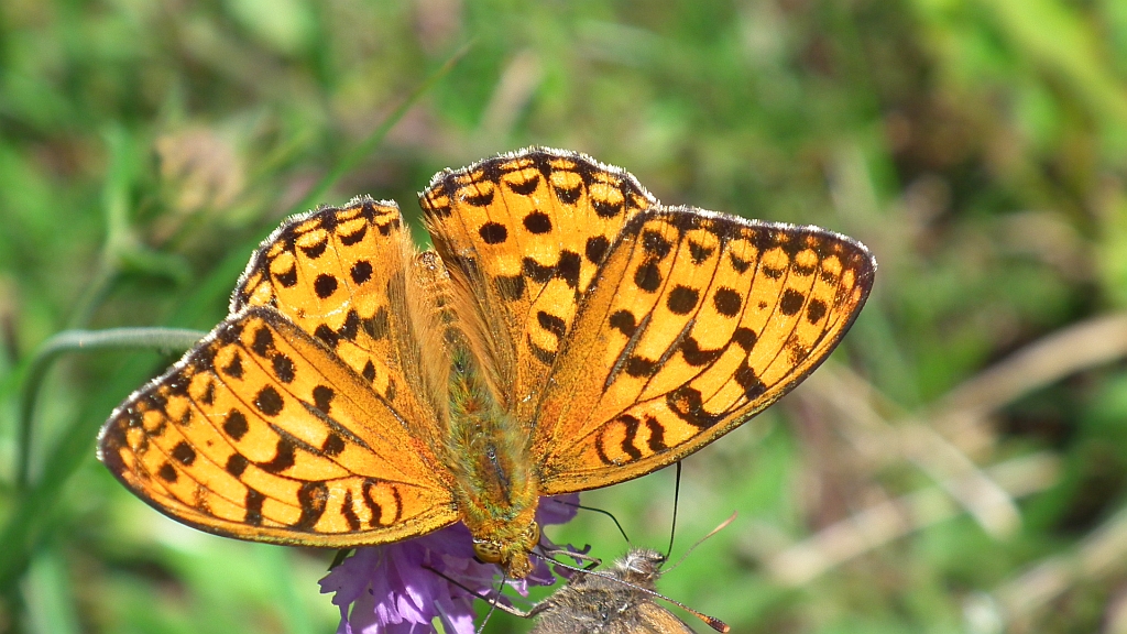 Dostojka adype (Argynnis adippe)