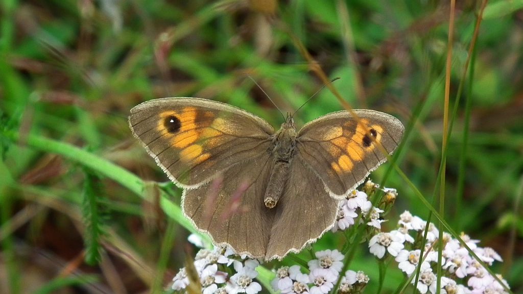 Przestrojnik jurtina (Maniola jurtina)