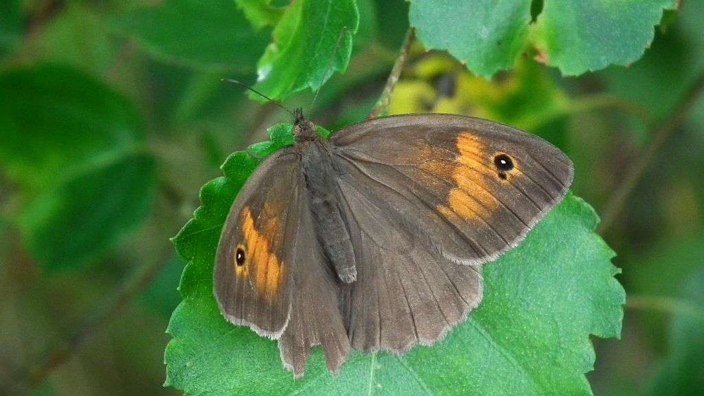 Przestrojnik jurtina (Maniola jurtina)