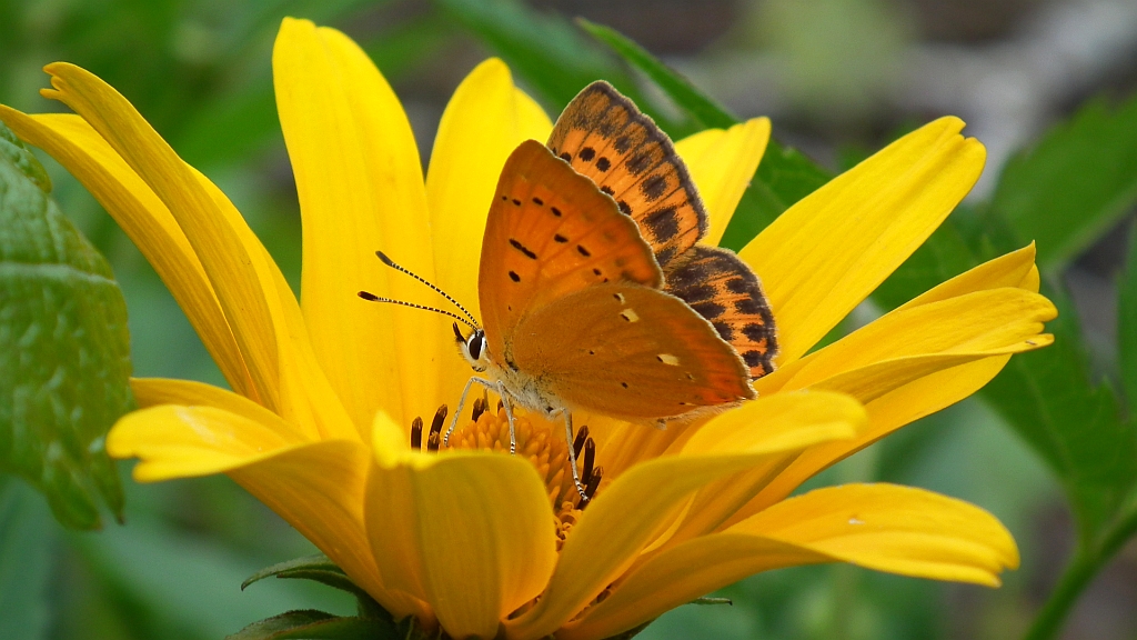 Czerwończyk dukacik (Lycaena virgaureae)