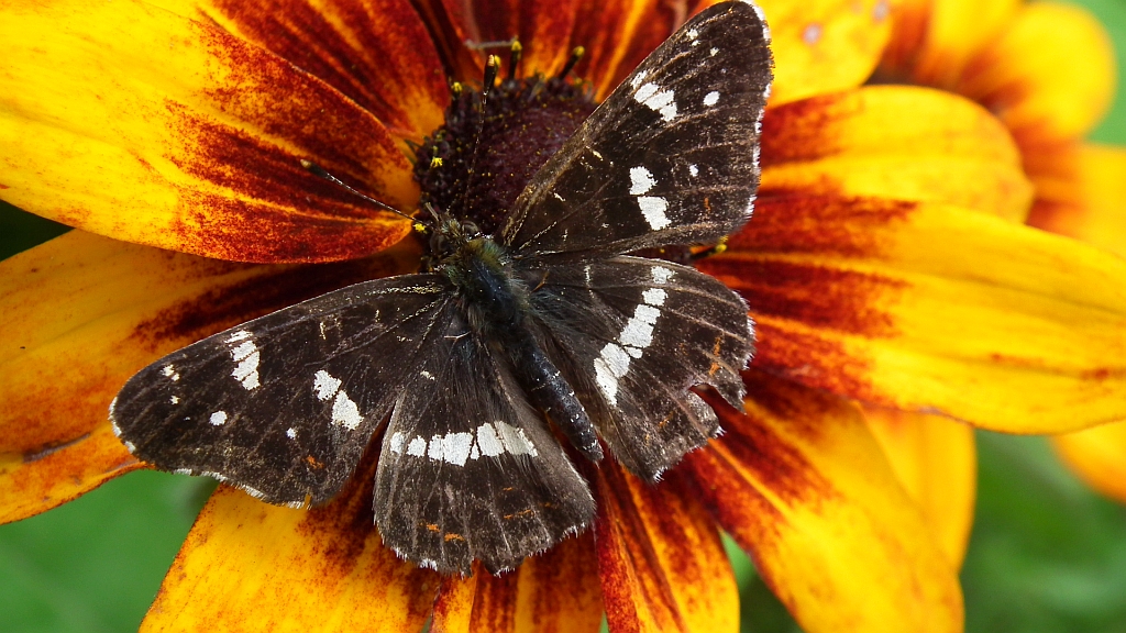 Rusałka kratkowiec (Araschnia levana)