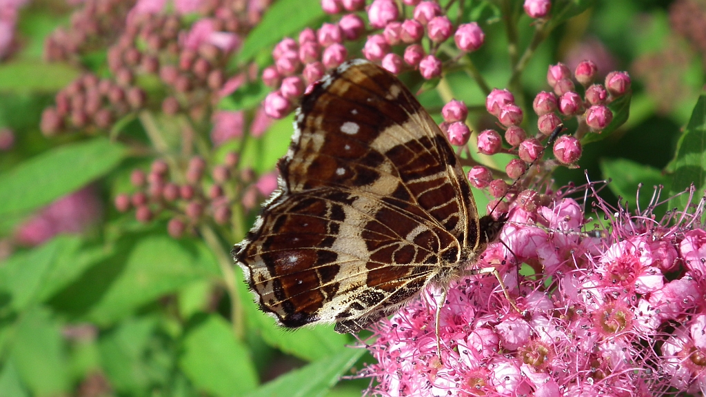 Rusałka kratkowiec (Araschnia levana)