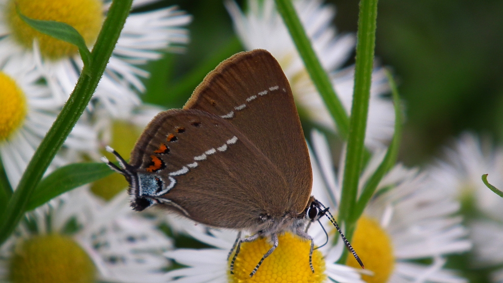 Ogończyk tarninowiec (Nordmannia spini (Den. & Schiff.))