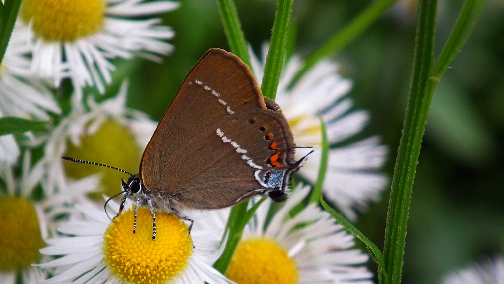 Ogończyk tarninowiec (Nordmannia spini (Den. & Schiff.))