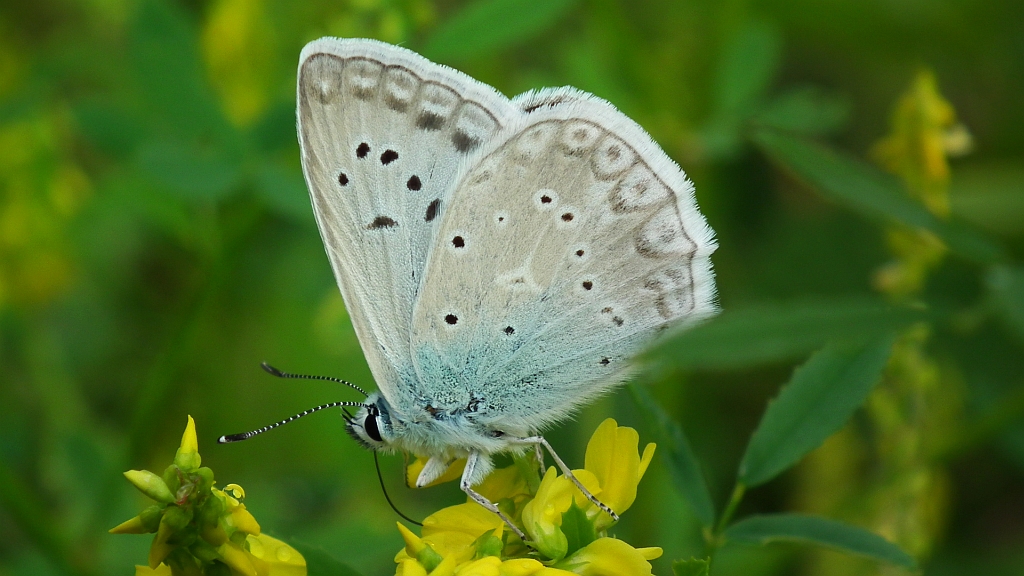 Modraszek dafnid (Polyommatus daphnis)