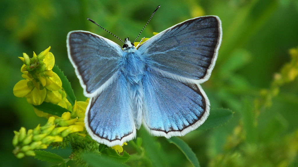 Modraszek dafnid (Polyommatus daphnis)