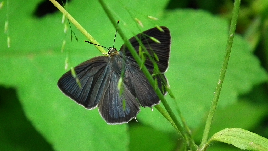Pazik dębowiec (Neozephyrus quercus)