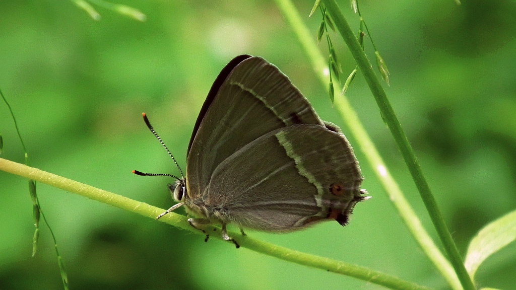 Pazik dębowiec (Neozephyrus quercus)