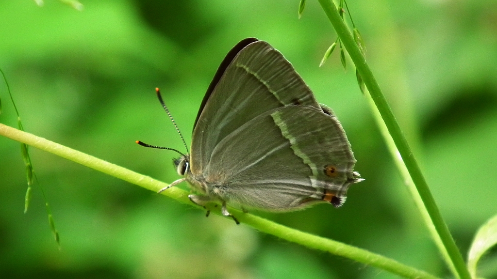 Pazik dębowiec (Neozephyrus quercus)