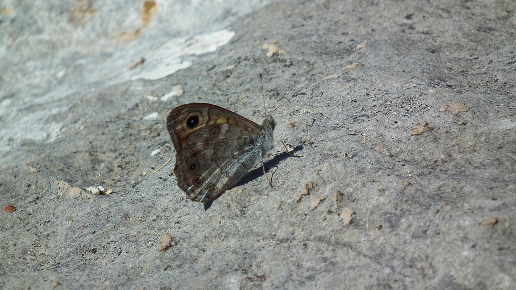Osadnik megera (Lasiommata megera)