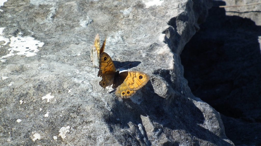 Osadnik megera (Lasiommata megera)