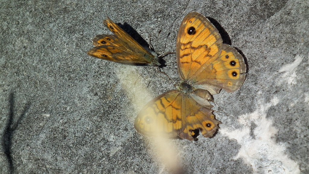 Osadnik megera (Lasiommata megera)