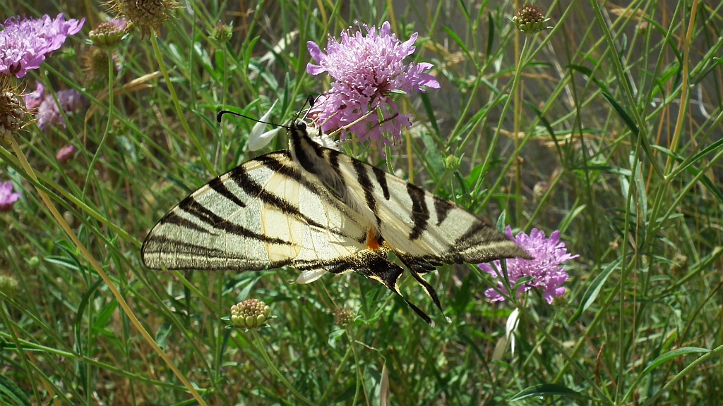 Paź żeglarz, witeź żeglarz, żeglarek (Iphiclides podalirius syn. Papilio podalirius)