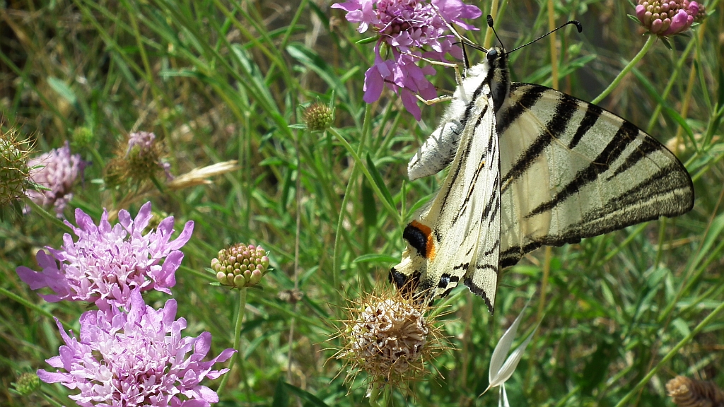 Paź żeglarz, witeź żeglarz, żeglarek (Iphiclides podalirius syn. Papilio podalirius)