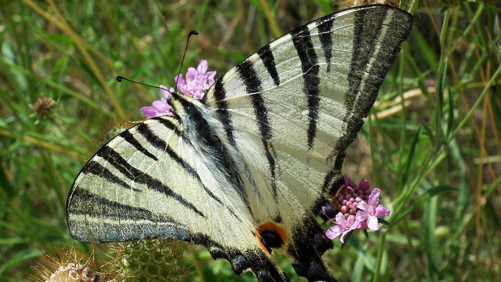 Paź żeglarz, witeź żeglarz, żeglarek (Iphiclides podalirius syn. Papilio podalirius)