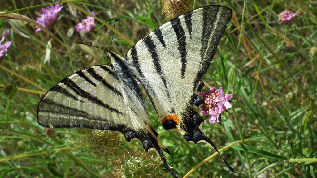 Paź żeglarz, witeź żeglarz, żeglarek (Iphiclides podalirius syn. Papilio podalirius)