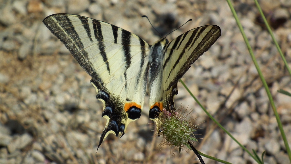 Paź żeglarz, witeź żeglarz, żeglarek (Iphiclides podalirius syn. Papilio podalirius)