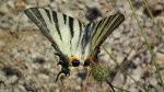 Paź żeglarz, witeź żeglarz, żeglarek (Iphiclides podalirius syn. Papilio podalirius)